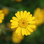 Пупавка красильная