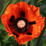 Мак турецкий