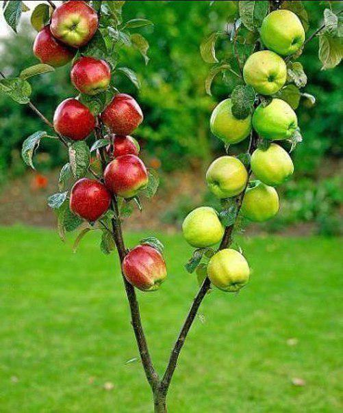 Как привить на одну яблоню несколько сортов - советы агронома