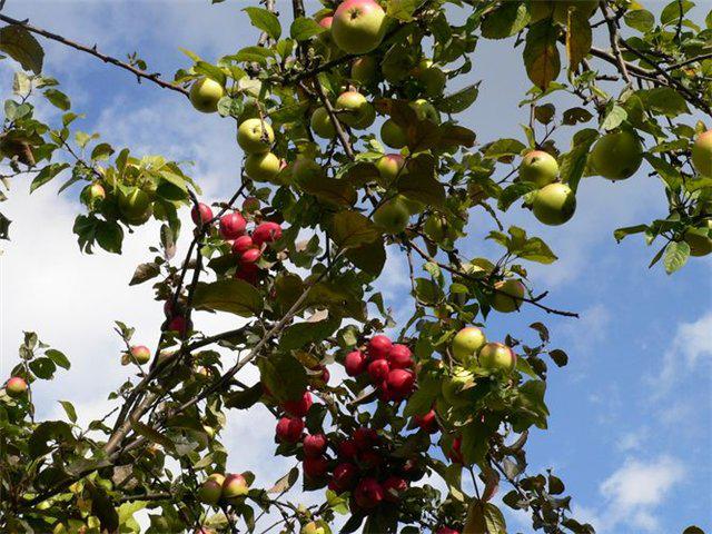 Как привить на одну яблоню несколько сортов - советы агронома