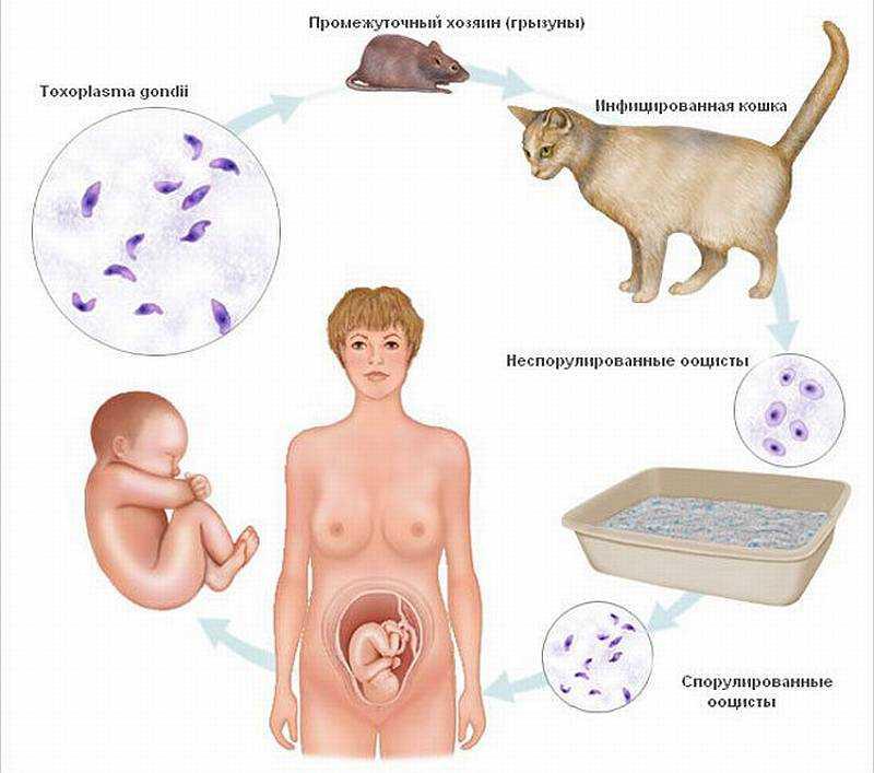 Цикл развития токсоплазмы