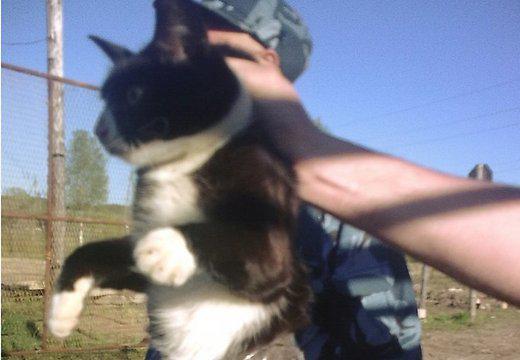 Девять историй про животных-преступников