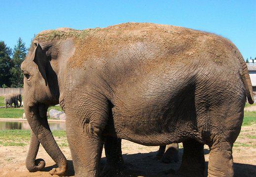 Девять историй про животных-преступников