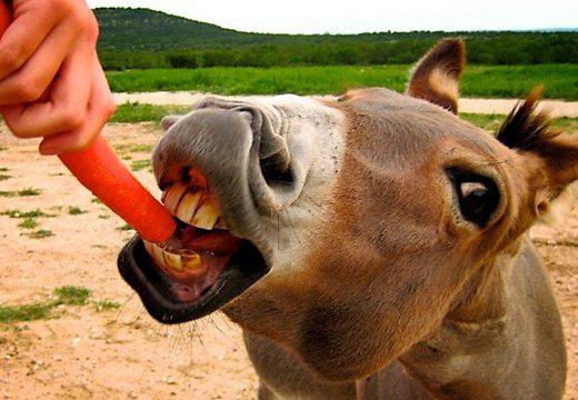 Девять историй про животных-преступников