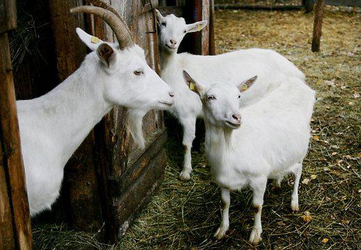 Девять историй про животных-преступников