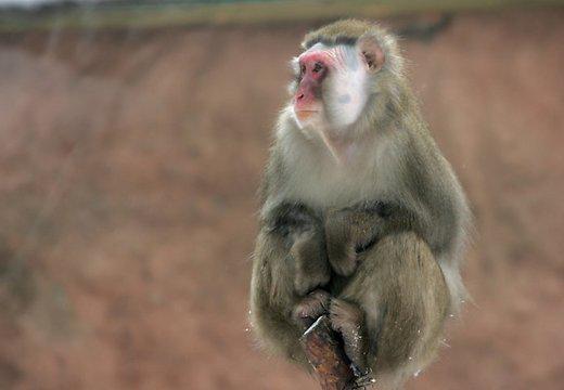 Девять историй про животных-преступников