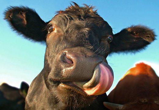 Девять историй про животных-преступников