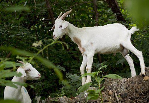 Девять историй про животных-преступников