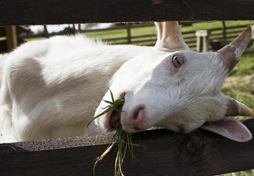 Девять историй про животных-преступников