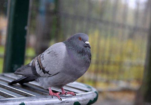 Девять историй про животных-преступников