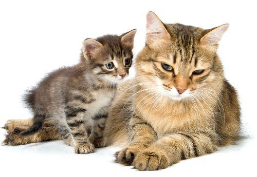 кошка кусает котят