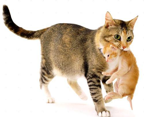 кошка тащик котёнка