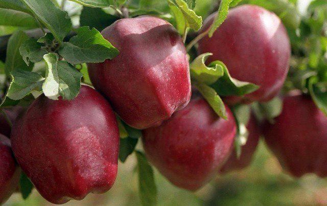 Как правильно ухаживать за яблонями