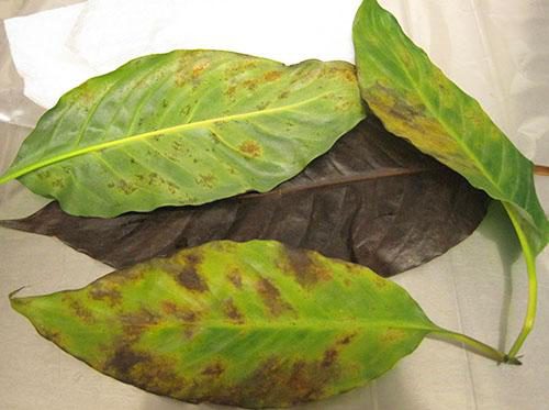 Хлороз и отек листьев спатифиллума