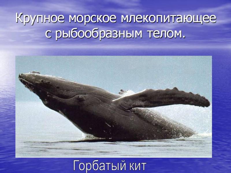 Морские млекопитающие презентация