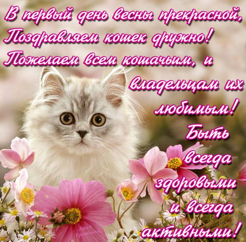 Открытки к дню кошек, рождению внучки открытки