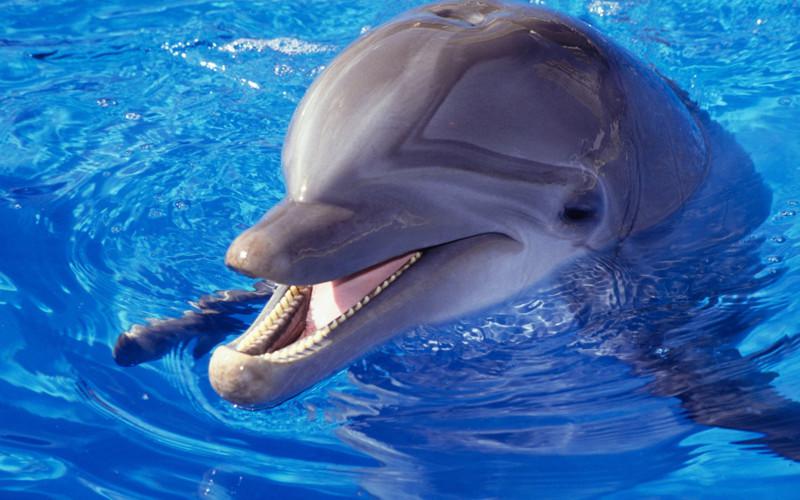 Почему дельфины могут быть опасны для человека