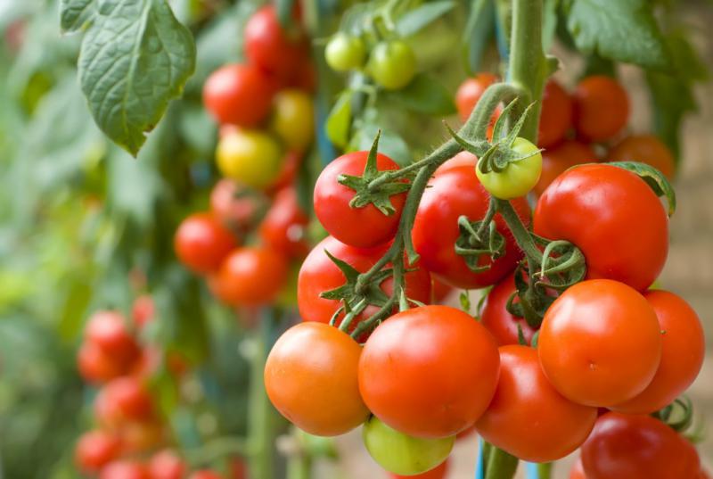 Как получить хороший урожай помидоров  - 5 ошибок огородников