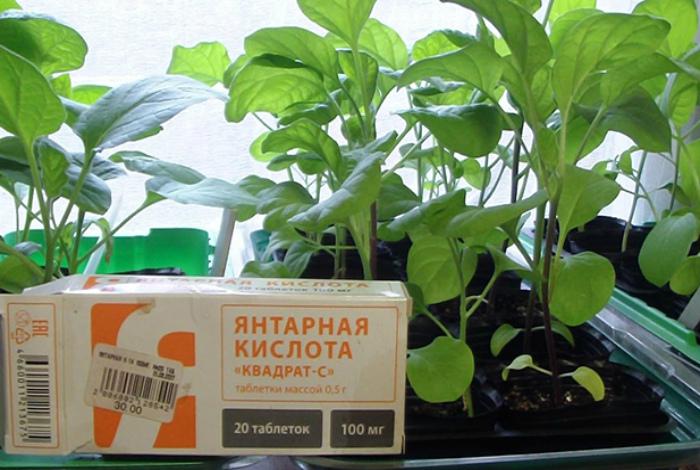 Янтарная кислота в качестве удобрения. Янтарная кислота в качестве удобрения.