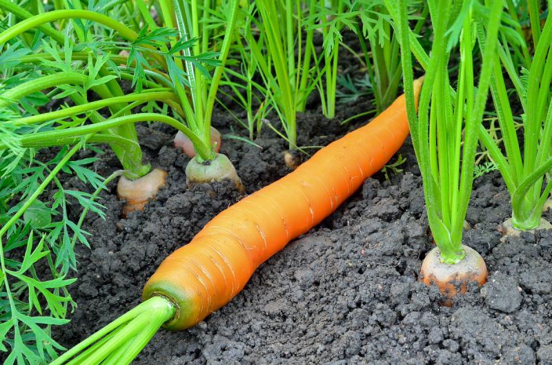 Что делать, если морковь не всходит?