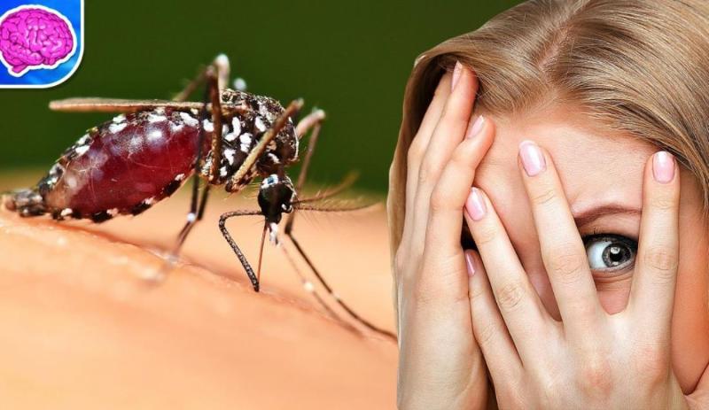 Кого комары кусают чаще и почему?