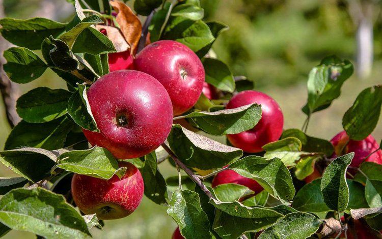 Почему на яблоне и груше скручиваются листья и что делать?