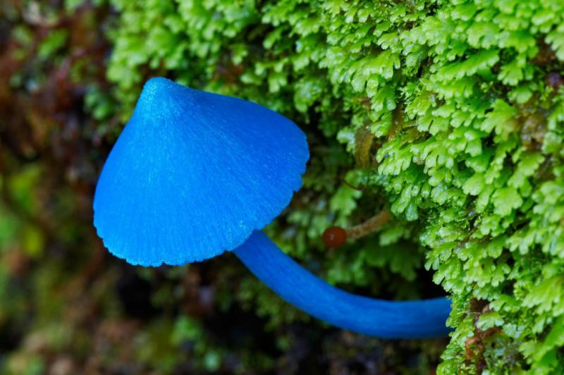 Голубой гриб описание. Гриб Млечник голубой