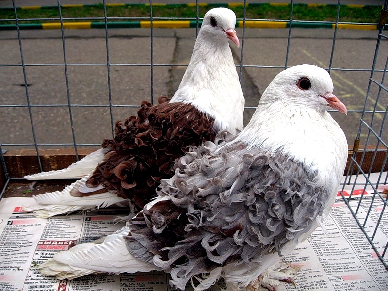 Кудрявые голуби - одна из самых красивейших пород