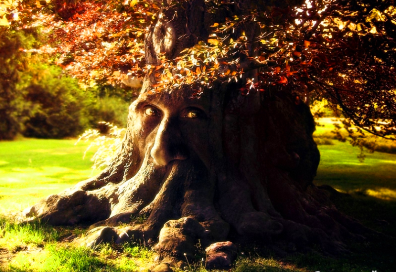Живые души деревьев - удивительные факты