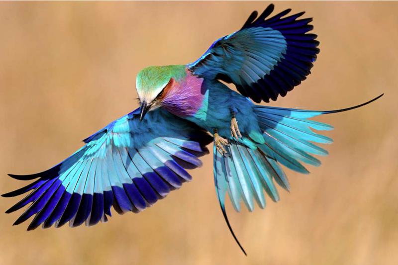 Райские птицы - мифы и интересные факты