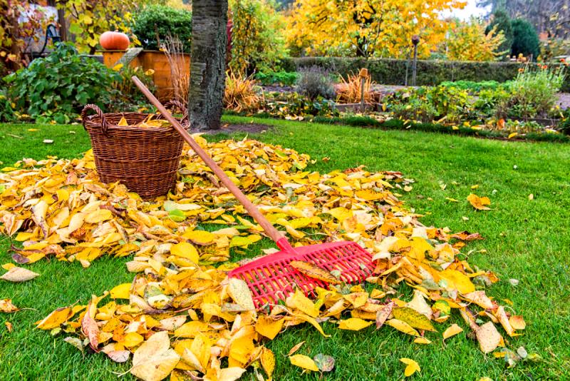 Что надо сделать в саду осенью