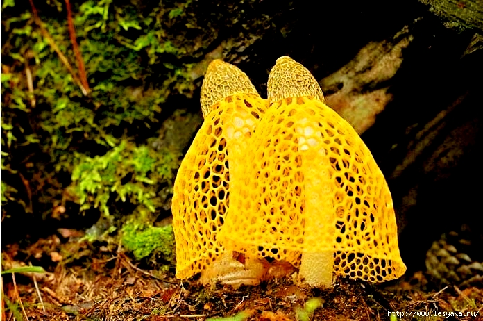 30 самых удивительных и красивых грибов - фото и интересные факты