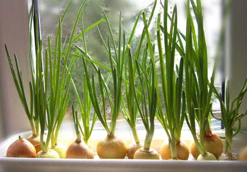 Огород на подоконнике - как вырастить лук без земли