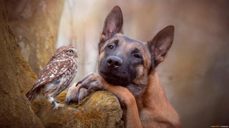 Дружба совы и собаки покорила миллионы сердец