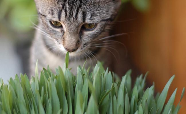 9 самых полезных трав для кошачьего здоровья