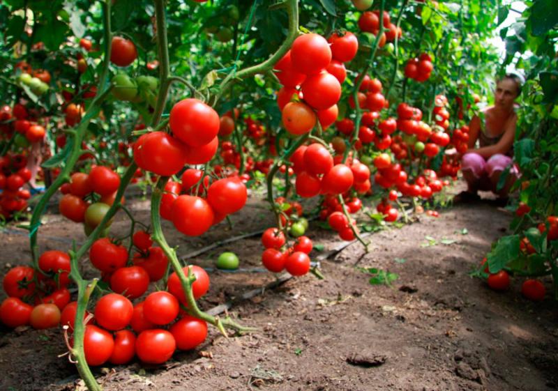 Как высаживать рассаду томатов в грунт и теплицу