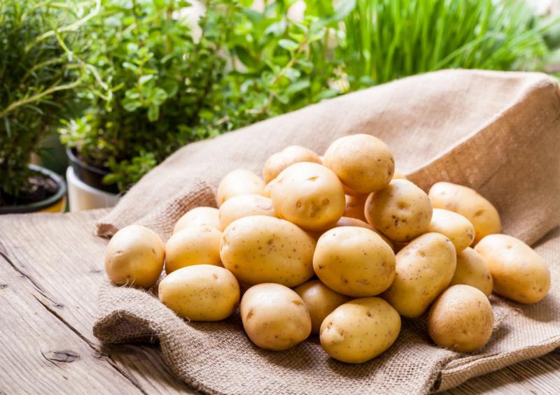 Профилактика и методы борьбы с картофельной нематодой