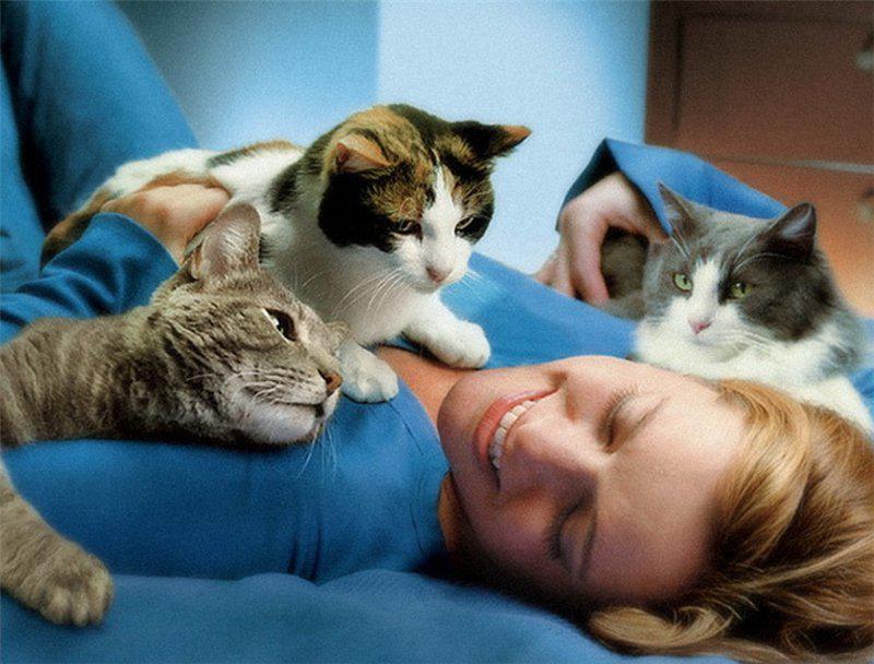 Что могут лечить кошки?