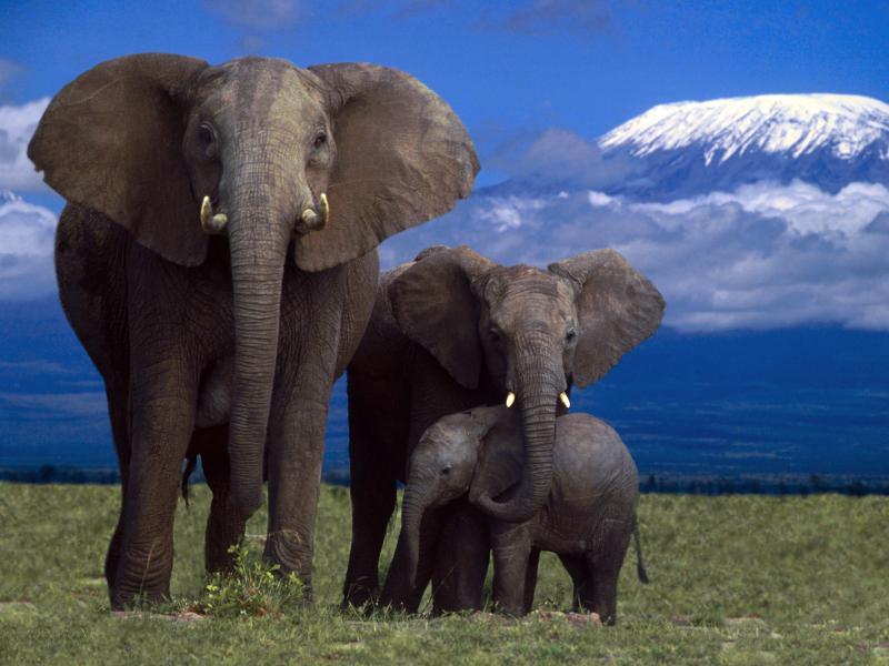 Слоны - их нельзя не любить (интересные факты)