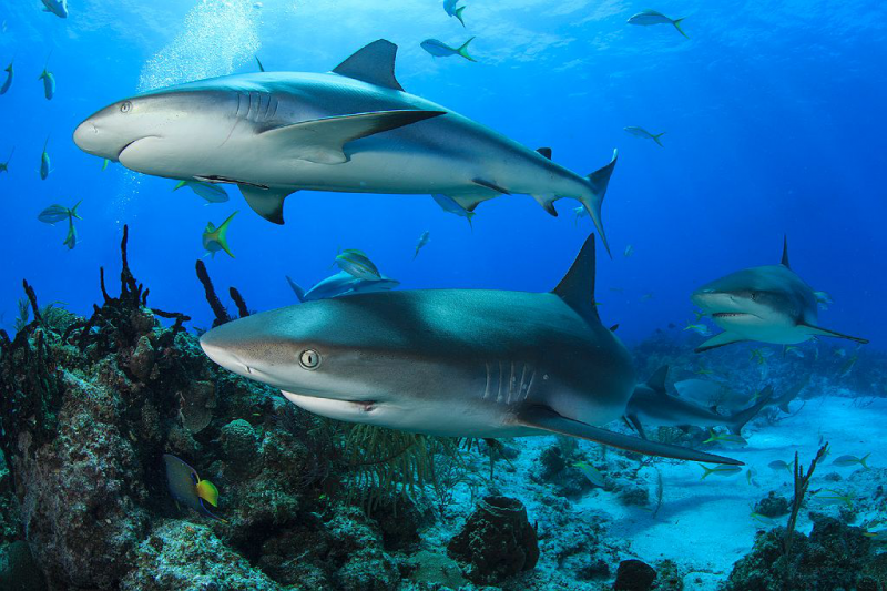 Пять мифов об акулах