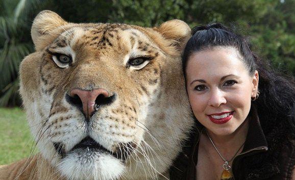 Картинки по запросу Лигр