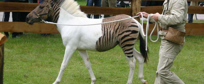 Картинки по запросу Зеброид