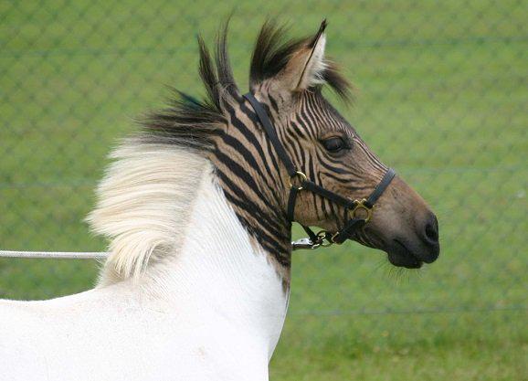 Картинки по запросу Зеброид