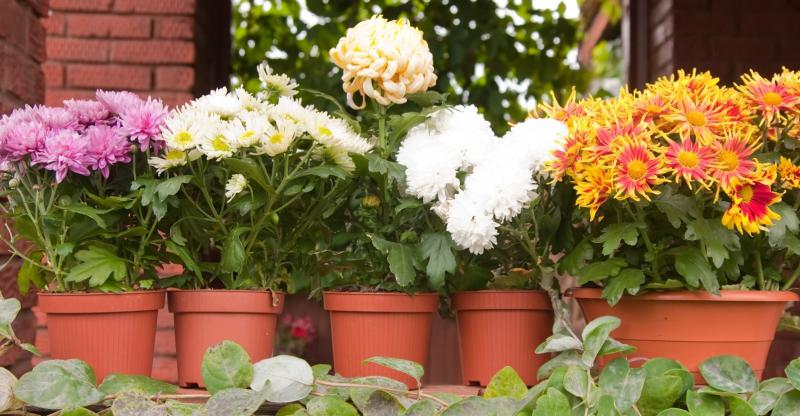 Как вырастить хризантему из букета в домашних условиях