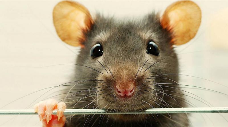 Шушера - история о мудрой, интеллигентной и любящей крысе