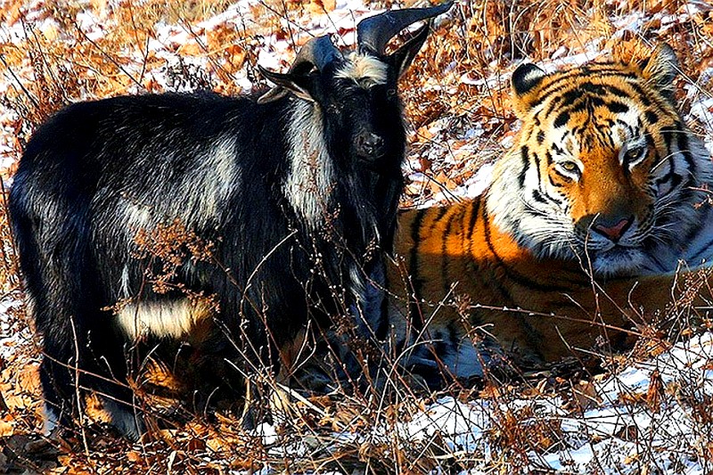 В Приморье умер козел Тимур, друживший с тигром Амуром
