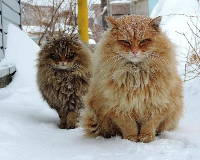 Сибирские коты покорили Интернет