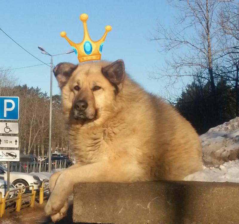 Из грязи в князи: Как бездомный пес Кефир стал лучшей собакой России-2019