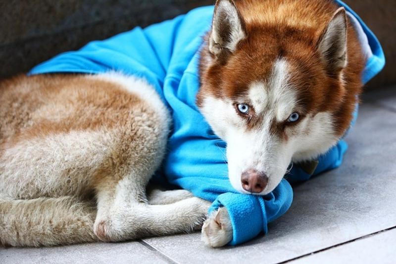 Хаски в синем свитере - самый известный пес в Калининграде