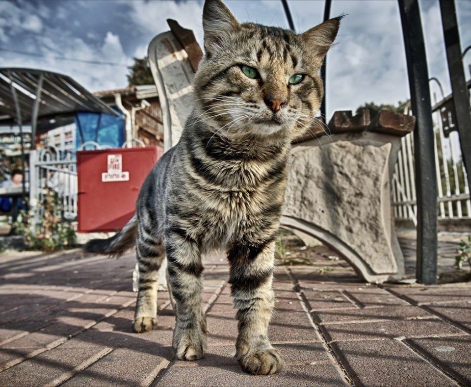 Мусичка - история про кошку, злого начальника и котят